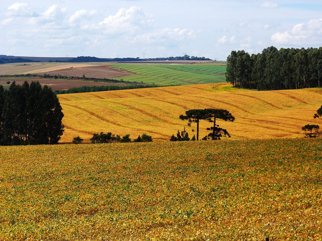 Lavoura de soja em Guarapuava, no Paraná