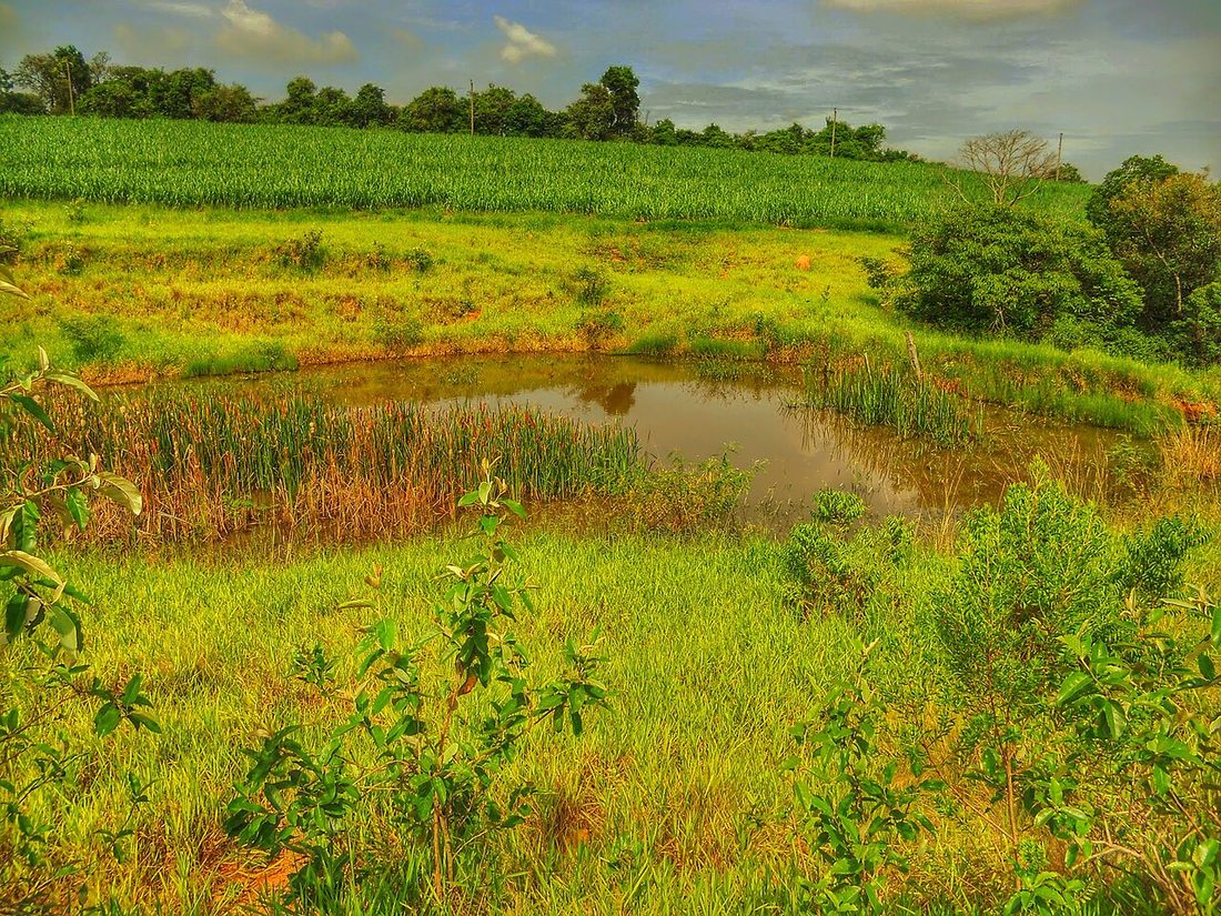 Pasto e plantação de cana-de-açúcar na área rural de Boituva